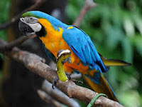 The Smartest Parrot