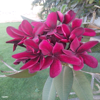 FLUMERIA RUBA (RED) FLOWER - சிவப்பு பெருங்கள்ளி பூ