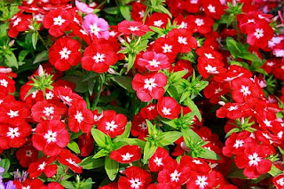Red Flowers, part 1