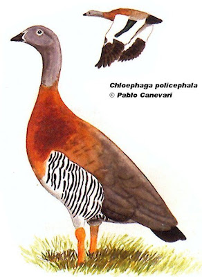 Cauquén real Chloephaga poliocephala