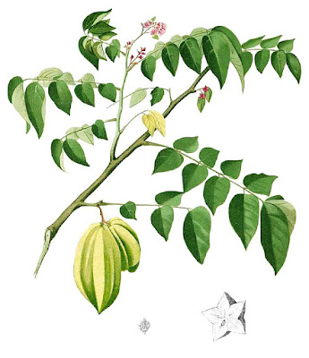 Карамбола, ботаническая иллюстрация
