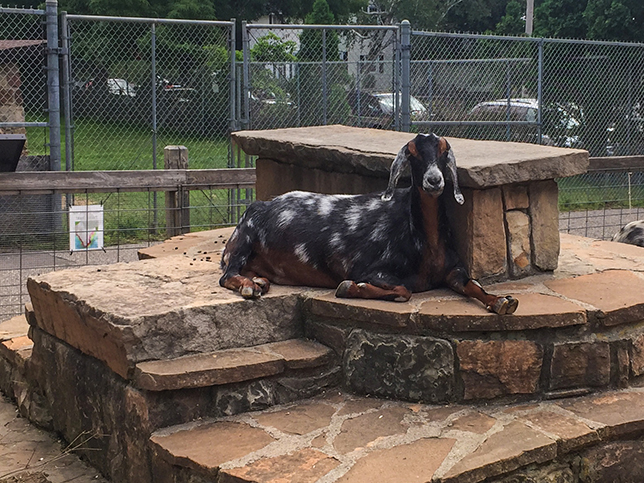 Goat at Ochsner Park Zoo in Baraboo WI