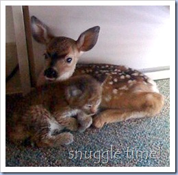 bobcat cub and a baby deer