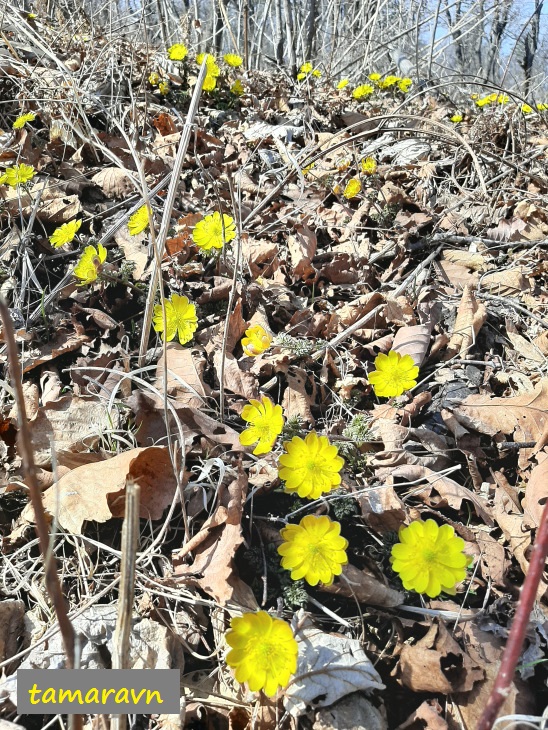 Адонис амурский (Adonis amurensis)