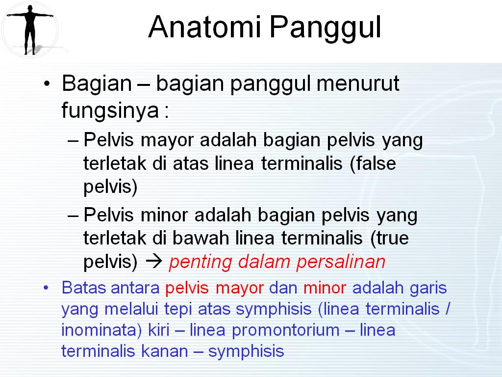 Power point KU Anatomi Panggul