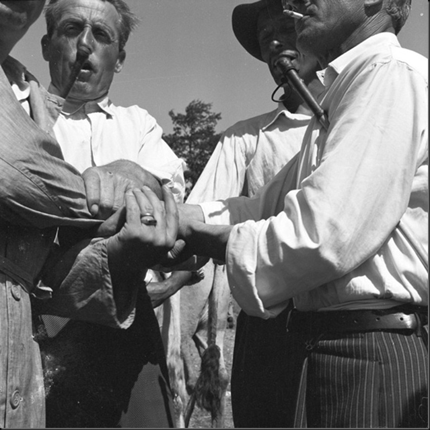 Mercato del bestiame, Borgo San Lorenzo Mugello (Firenze), 1952