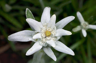 arti bunga edelweiss,mitos bunga edelweiss,harga bunga edelweiss,bunga edelweiss thomas arya,bunga edelweiss jawa,bunga edelweiss,