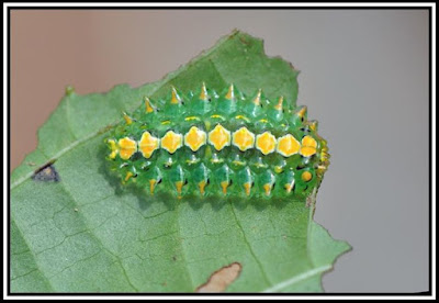 Acraga coa - na sua fase lagarta da vida, seu corpo possui uma cobertura gelatinosa, tendo por baixo, glóbulos em forma de cone sobre o dorso que parecem vidro, com pontas cor-de-laranja, que quebram-se com facilidade e da mesma forma se regeneram. https://mundoanimalevidaselvagem.blogspot.com.br/