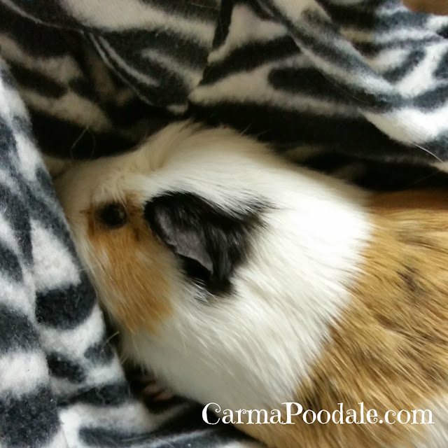 Guinea Pig in a blanket- carmaPoodale