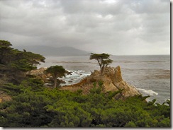 Lone Cypress