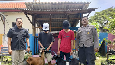 Polisi Ringkus Pemuda Curi Kambing Disembunyikan di dalam Sarung