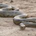 8 World's Largest Snake Ever Recorded On Camera