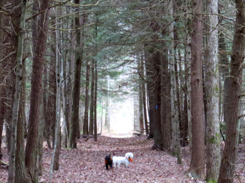 North Country Trail