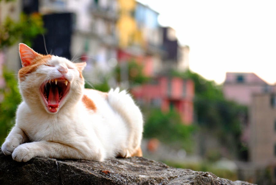 10 Gambar Kucing Menganga Lucu  Deloiz Wallpaper