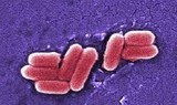 The Cell Structure