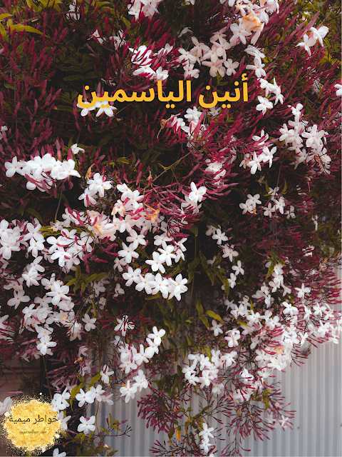 أنين الياسمين (خاطرة أدبية )