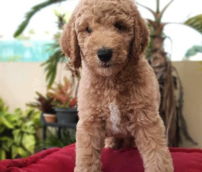 Standard Poodle Puppies for Sale in Delhi NCR