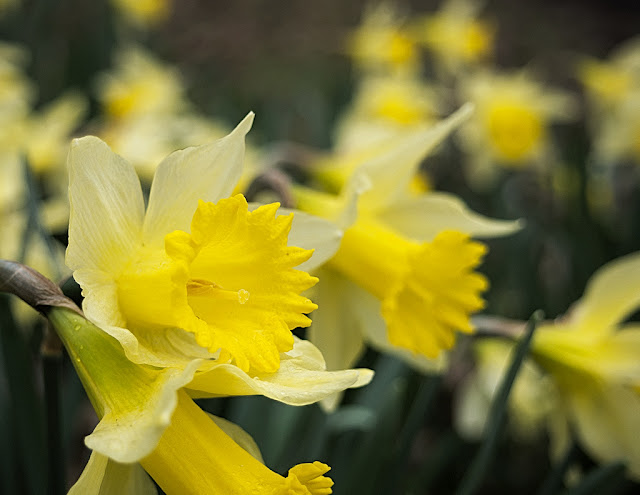 Close up of a group of daffodils with deep yellow trumpets