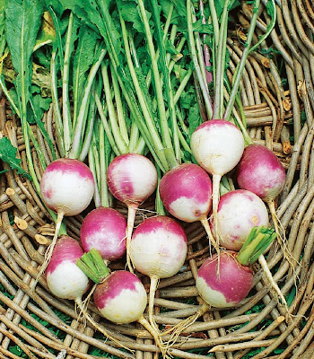 Health Benefits Of Turnips