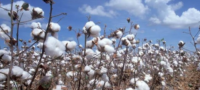 Cotton Farming/Processing Business Plan and Feasibility Study
