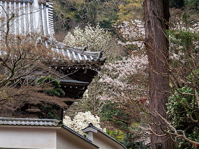 Sakura (Japanese cherry), Haku-mokuren (Yulan magnolia), and Kobushi (magnolia) flowers: Engaku-ji
