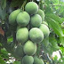 ブレレン県、目標は各家庭に果樹を一本植えること