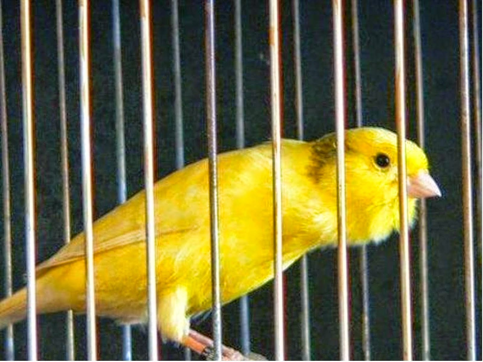 Keunikan Burung Kenari Roller