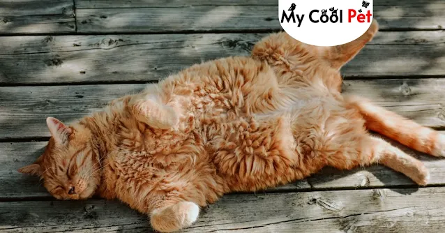 Common Mistakes Cat Owners Make