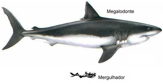 Megalodonte (Calycolpus megalodon)