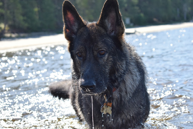 Paws For Reaction German Shepherd dog Stacey McIntyre-Gonzalez photography