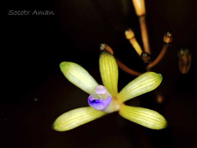 Lecanorchis nigricans