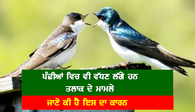 Divorce ਦੇ ਮਾਮਲਿਆਂ ਵਿਚ ਇਨਸਾਨਾਂ ਵਾਂਗ ਪੰਛੀ ਵੀ ਪਿੱਛੇ ਨਹੀਂ, ਵੱਧਣ ਲੱਗੇ Breakup ਦੇ ਮਾਮਲੇ