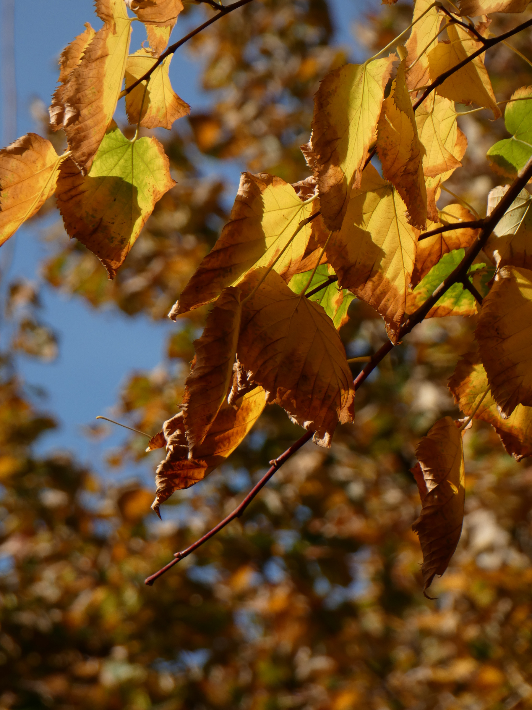 Golden leaves against a blue sky