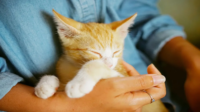 Cat Headbutt