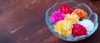 Krokot Mawar (Rose Moss)