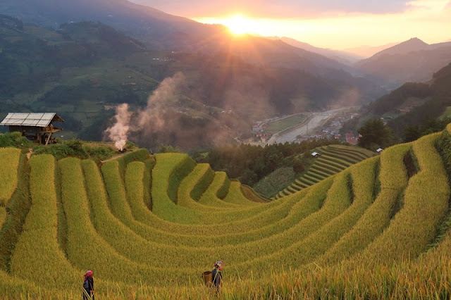 Mu Cang Chai beautiful surprise in the middle of the golden season to hold all visitors 2