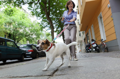 stop your dog from pulling on the leash