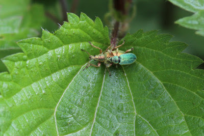 Brânnettel-Snúttuorre - Groene Bladsnuitkever - Phyllobius pomaceus