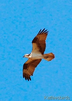 9. fly-kab