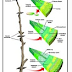 Restore the Growth of the Plants with Meristem Cells