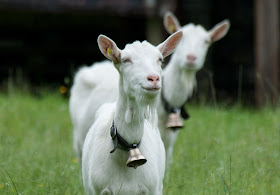 smiling goat, funny animal pictures of the week