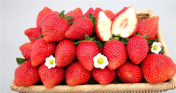 딸기 새 품종 아리향, 재배 농가 현장평가회