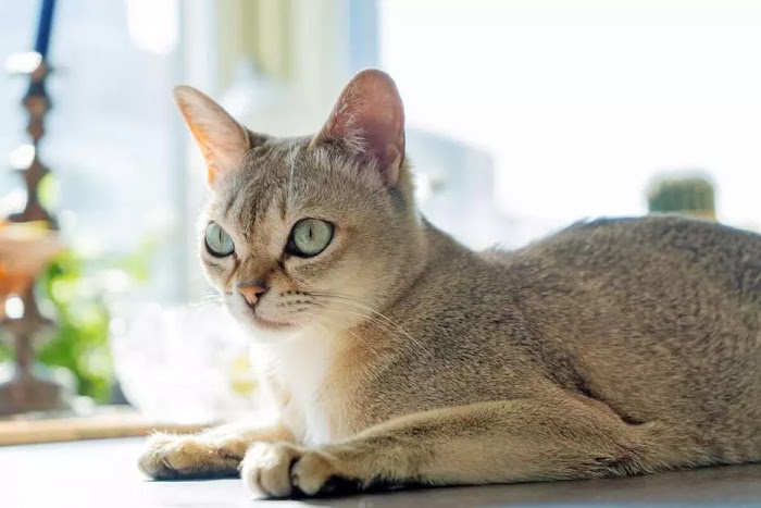 Exploring the Charming Singapura Cat Breed: The World’s Tiniest Pedigree Feline