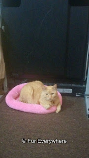 Carmine laying in his pink bed in front of the treadmill.