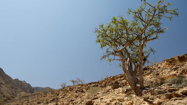 Frankincense tree