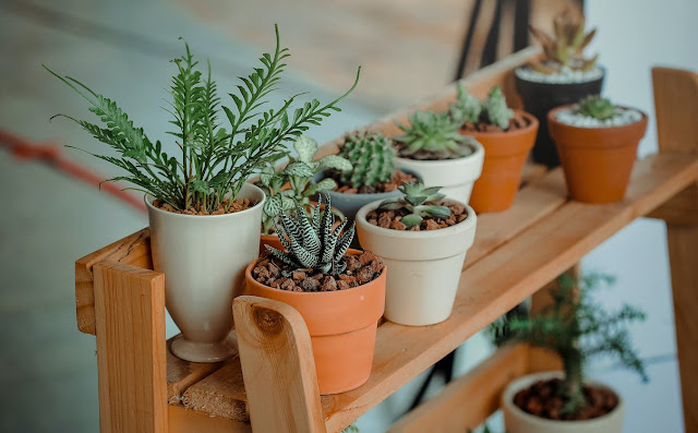 Selection of Plants, Cacti and Succulents