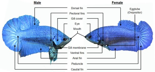 Cara Membedakan Ikan CUpang Betina dan Jantan