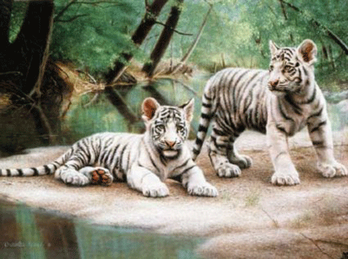 white tiger cubs wallpaper