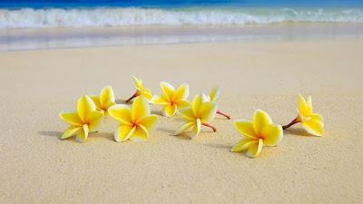 yellow-white-flowers-lying-on-the-beach