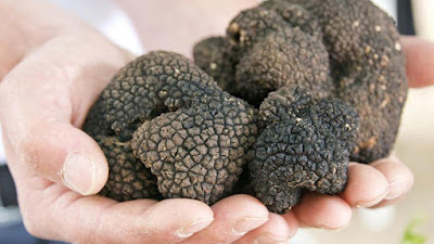 Apa Itu Truffle dan Mengapa Harganya Mahal?